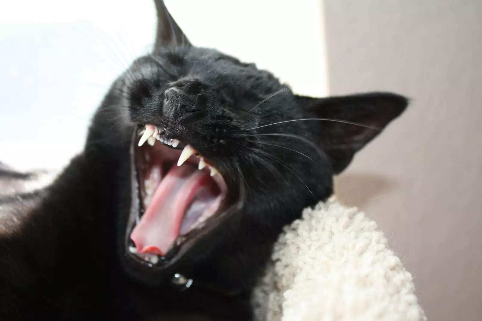Black cat showing off its fang