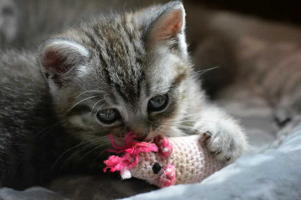 Adorable Tabby Kitten Playing with its Favorite Mouse Toy.
