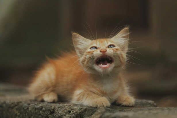 Feisty Ginger Kitten Showing Its Brave Side.