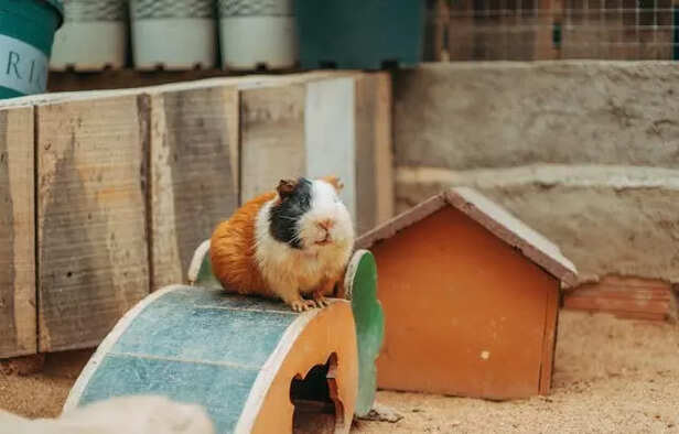 Home for guinea pig