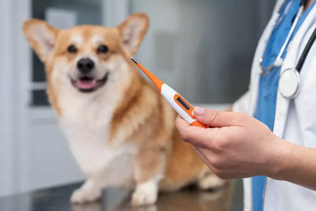 Dog Health Check