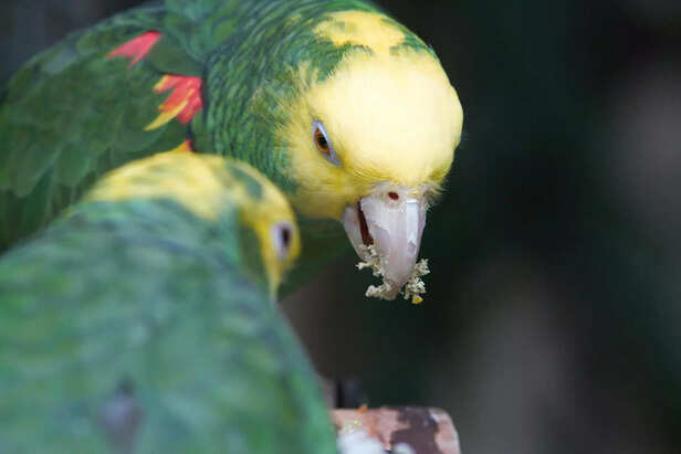 Vibrant Double Yellow headed Parrots Eating