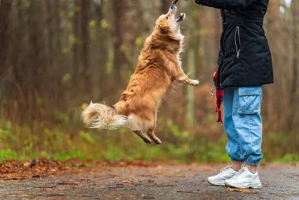 Bonding Through Training