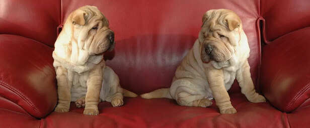 More Wrinkles, More Love: The Shar-Pei Duo