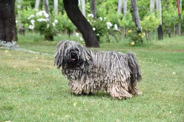 Dreads for Days: A Puli's Charm