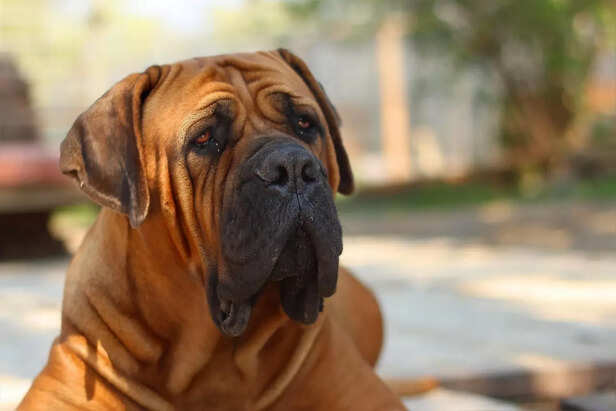 The Majestic Neapolitan Mastiff