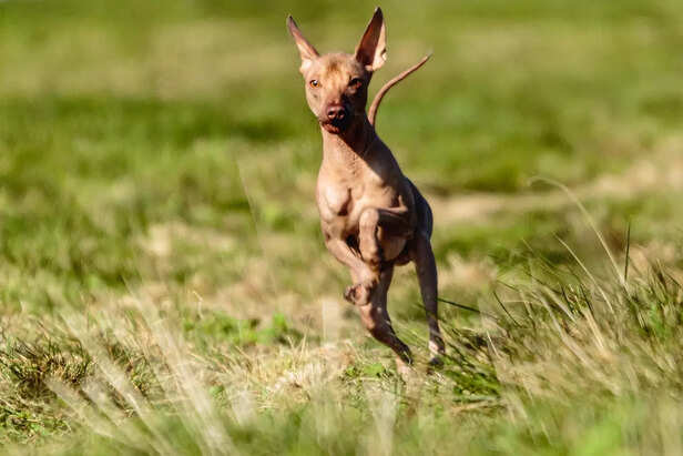 A Hairless Heart on the Run