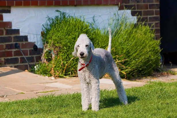 The Lamb of the Dog World: The Bedlington Terrier