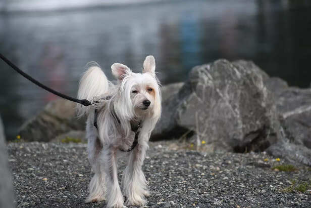Effortlessly Glamorous: Chinese Crested