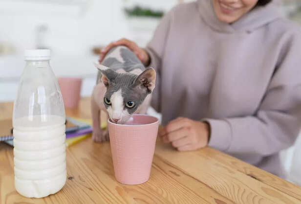 Cat loves milk