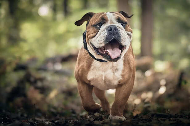 Energetic Bulldog Enjoying the Outdoors