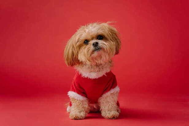 Adorable Shih Tzu Posing Calmly