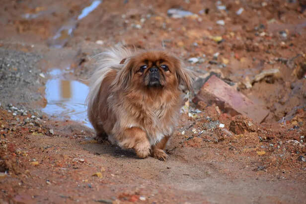 Regal Pekingese Walking Proudly