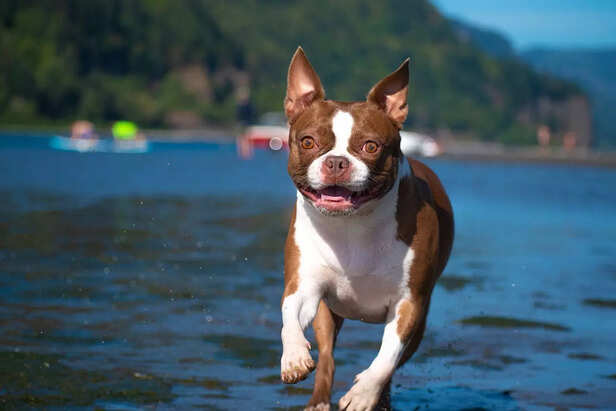 Speedy Boston Terrier Splashing Happily