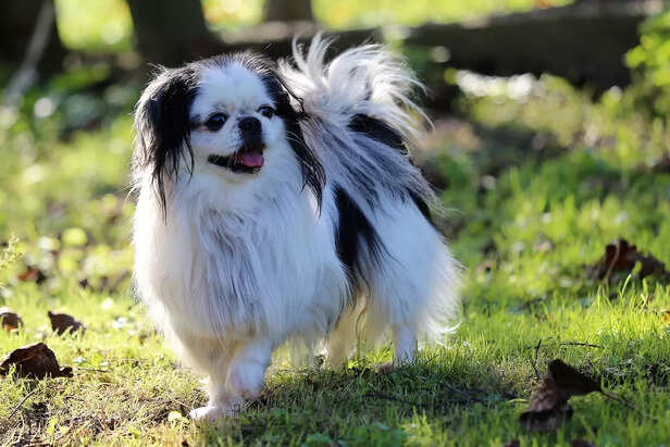 Elegant Japanese Chin Standing Gracefully