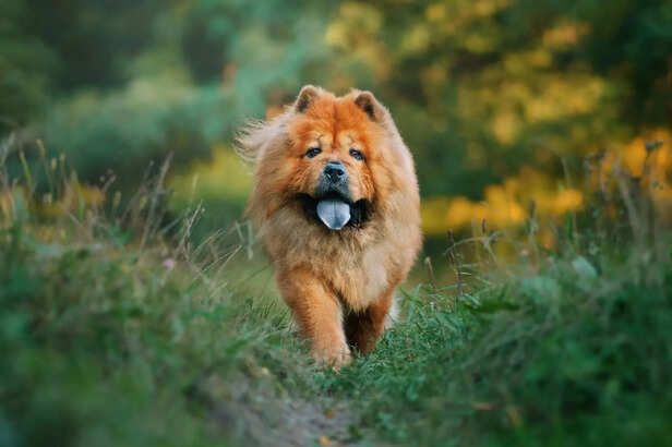 Majestic Chow Chow Strolling Slowly
