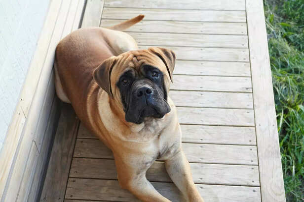 Protective Bullmastiff Resting Watchfully