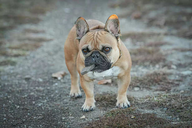 Playful French Bulldog Chewing Happily