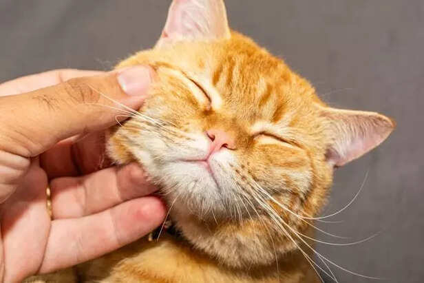 Cats Stay Close for Comfort