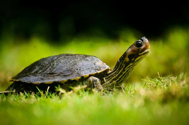 These adorable tiny eyed creatures pose real health risks