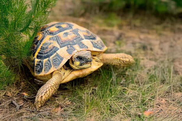 Say no to tortoise as pets and yes to saving wildlife