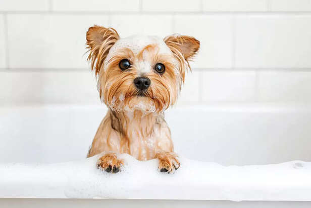 Avoid too many bath during winters