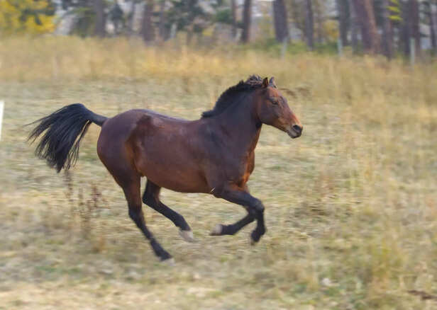 Field Trot