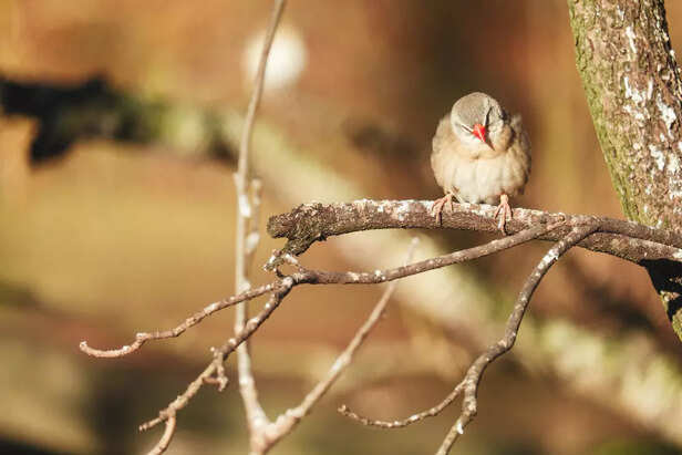 Small Bird Resting on Tree Branch in Sunlight