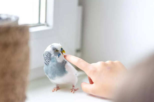 Pet Budgie Interacting with Human Hand Indoors