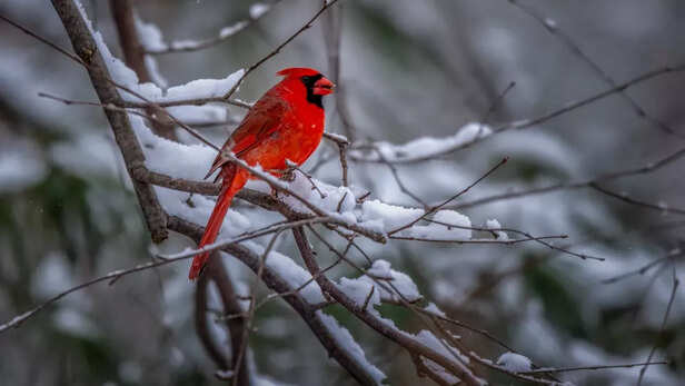 Red cardinal perched on a snowy winter branch.