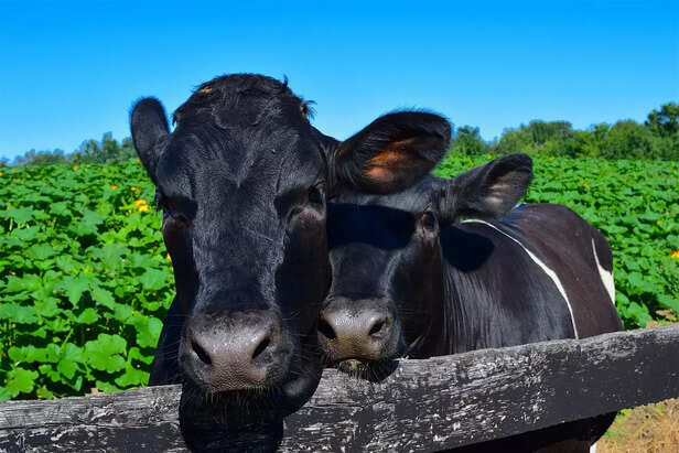 Creating a Stress-Free Haven for Cows with Music<br>