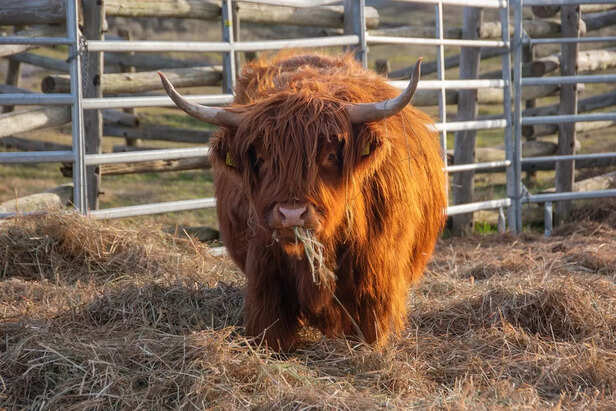 Music's Role in Maximizing Cow Feeding<br>