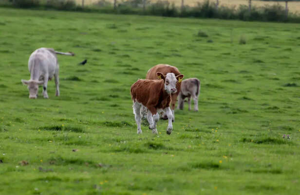 Music Supports Emotional Health and Animal Welfare<br>