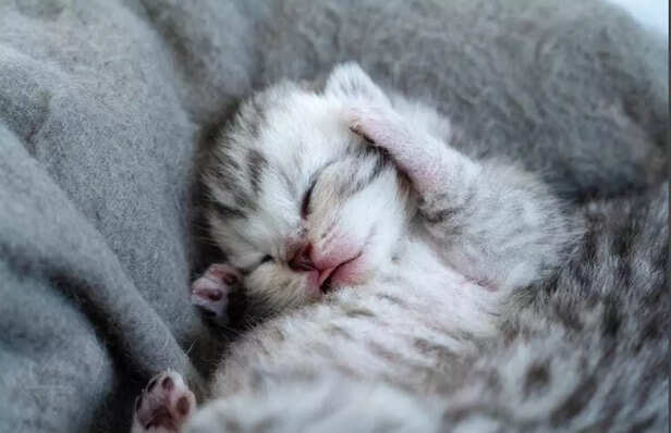 Tiny eyes closed , but a whole world waiting ahead