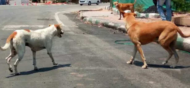 Indian Street Dogs