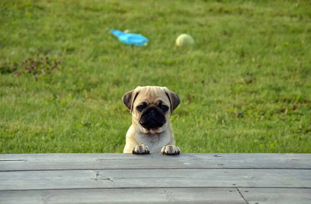 Pug Focus: Short &amp; Sweet