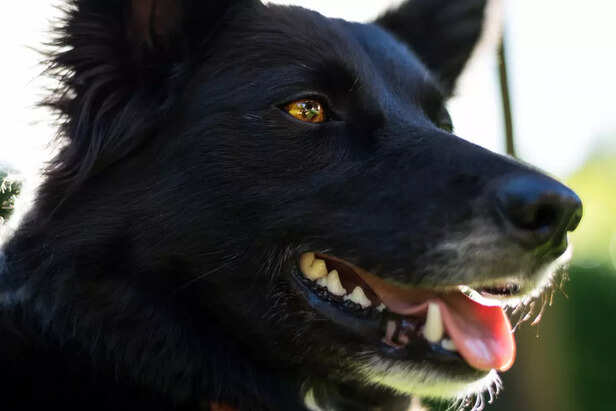 Black German Shepherd Smiling in the Sun