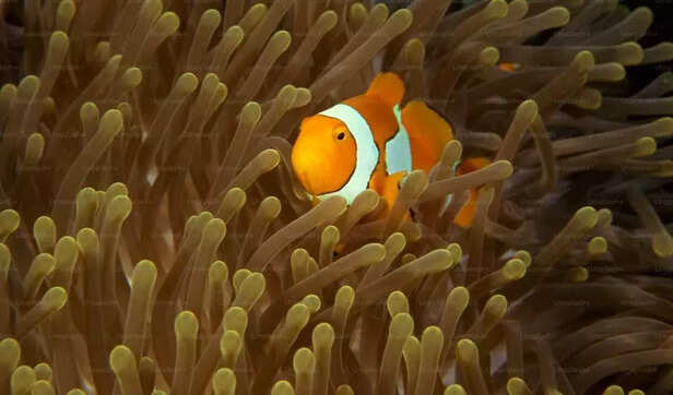 Wrapped in nature’s arms, finding peace where the ocean breathes slow