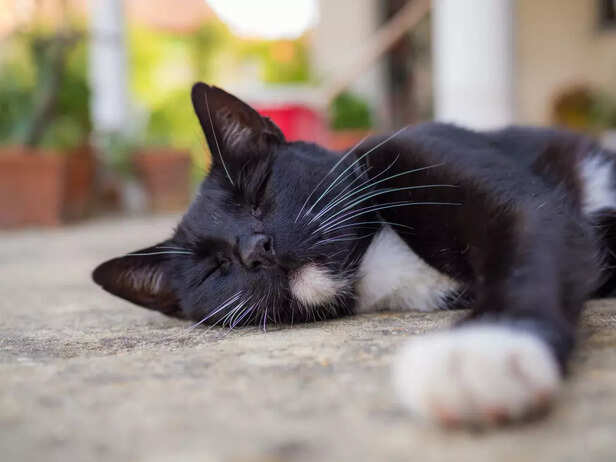 Black and White Cat Sleeping Peacefully Outdoors