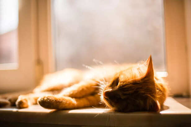 Cat Sleeping in Warm Sunlight on Window Sill