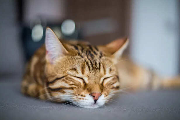 Brown Tabby Cat Sleeping Peacefully Indoors