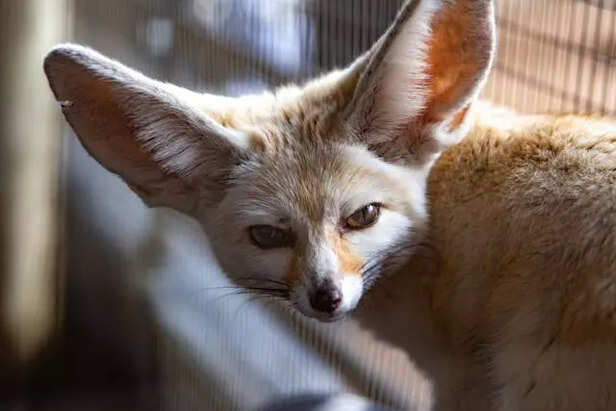 Fennec Fox