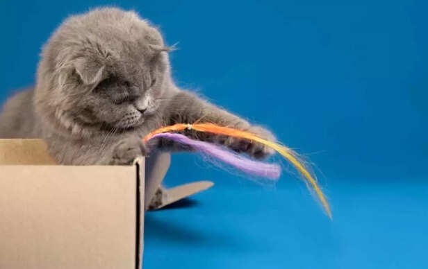 A tiny toy, a huge adventure in a cat’s world