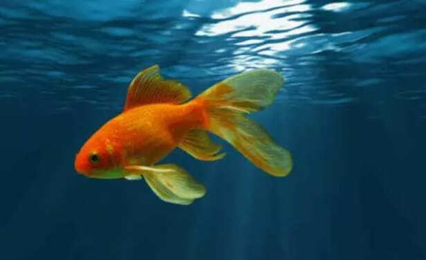 A peaceful aquarium filled with vibrant happy fish