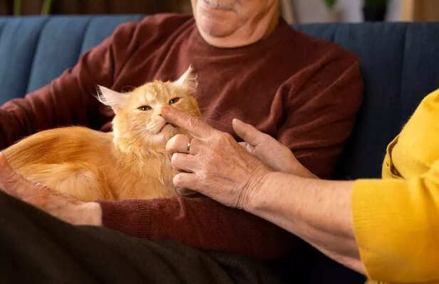 Cats give you space… but in their quiet way, they still choose you.