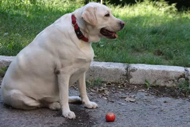 Male Labradors