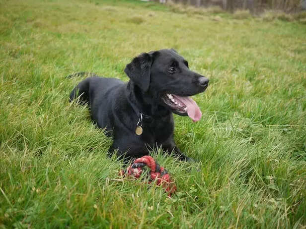 Female labradors